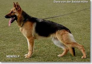 Dana von der Salztal-Höhe Dana von der Salztal-Höhe