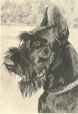 Astor vom Haus Fortuna Astor vom Haus Fortuna