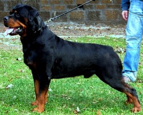 Brando von Kelemen Brando von Kelemen