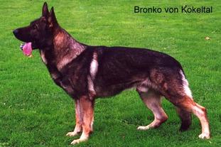 Bronko vom Kokeltal Bronko vom Kokeltal