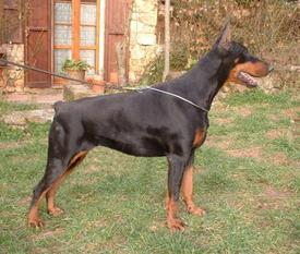 Indiana del Diamante Nero Indiana del Diamante Nero
