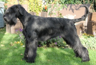 Abby-Lou Black-Velvet Abby-Lou Black-Velvet