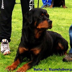 Balu vom Türnleberg Balu vom Türnleberg