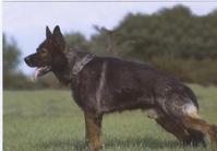 dog image background