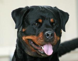 Adra von der Barenau Adra von der Barenau