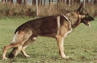 Bronco aus Jever Bronco aus Jever