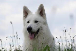 Bandit of lovely Angel Bandit of lovely Angel