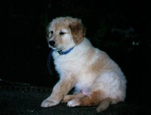 Teddy vom Schondratal Teddy vom Schondratal