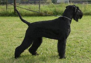Roterhund Grease Lightning with Foxwood Roterhund Grease Lightning with Foxwood