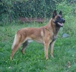 Cezar od Policie CR Cezar od Policie CR