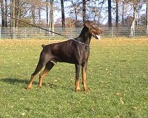 Addy von der Burgstätte Addy von der Burgstätte