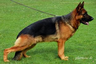 Shirley von der Lawallsgass Shirley von der Lawallsgass