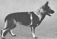 dog image background