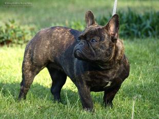 Lola vom Isern Hinnerk Lola vom Isern Hinnerk