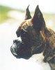 Hummel von der Sembacher Flur Hummel von der Sembacher Flur
