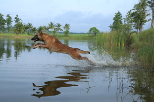 Mecberger Lassie Mecberger Lassie