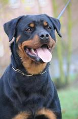 Aschley van het Raquinco Hof Aschley van het Raquinco Hof