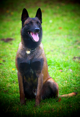 Apollo von den Obirhöhlen Apollo von den Obirhöhlen