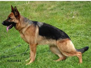 Hela Godalis (GB) Hela Godalis (GB)