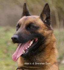Alex von den dreisten Zwei Alex von den dreisten Zwei