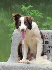 Bona Hundewelt Bona Hundewelt
