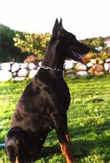 Cila von Fürstenfeld Cila von Fürstenfeld