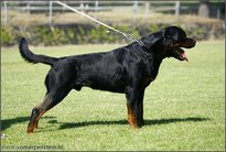 Lupo vom Agerspitz