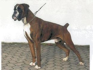 Attila zur Liebenburg Attila zur Liebenburg