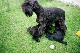Aimie vom Bit-Castell Aimie vom Bit-Castell