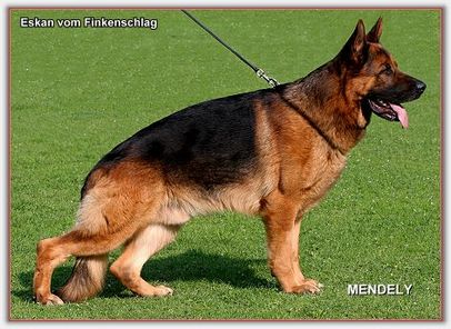 Eskan vom Finkenschlag Eskan vom Finkenschlag