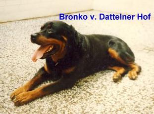 Bronko vom Dattelner Hof Bronko vom Dattelner Hof