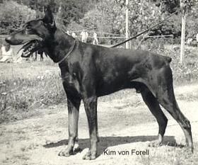Kim von Forell Kim von Forell