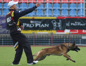 Schwarchund Marko Schwarchund Marko