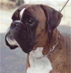 Paco vom Bockreiter Paco vom Bockreiter