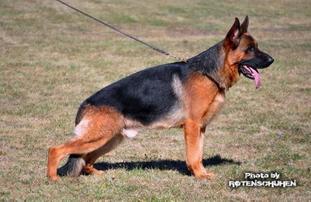 Maximus Yugerschof Maximus Yugerschof
