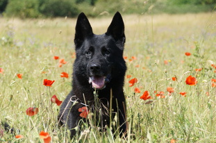 Balou von der Tiefenbach Balou von der Tiefenbach