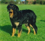 dog image background