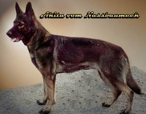 Akita vom Nussbaumeck Akita vom Nussbaumeck
