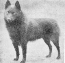 Gallant of Kelso Gallant of Kelso