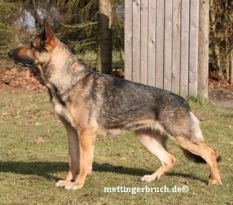 Loki von Lünsholz Loki von Lünsholz