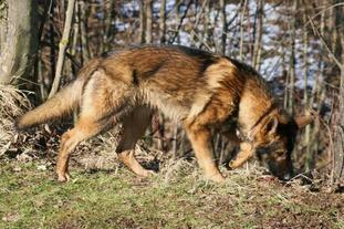 Nakum von der schwarzen Natter Nakum von der schwarzen Natter