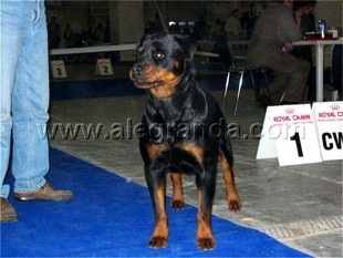 Nouki RG Alegranda Nouki RG Alegranda