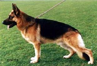 Hoss vom Hasenborn Hoss vom Hasenborn