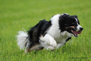 Whirlwind's Daithi go for it Whirlwind's Daithi go for it