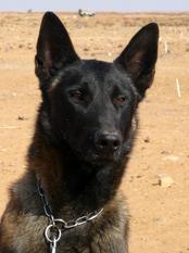 Nergaard NPA Detection Dog Nergaard NPA Detection Dog