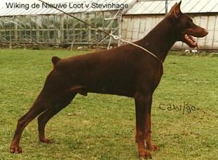 Wiking de Nieuwe Loot van Stevinhage Wiking de Nieuwe Loot van Stevinhage