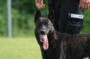 Akido der Herder Legionär Akido der Herder Legionär