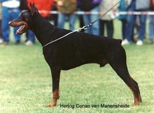 Hertog Conan van Manensheide (NHSB 1647154) Hertog Conan van Manensheide (NHSB 1647154)