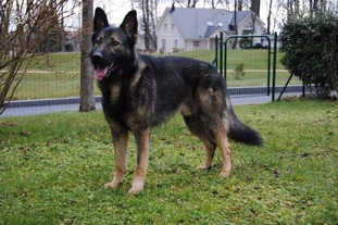 Falko des Legendaires Vanova Falko des Legendaires Vanova