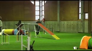 Filou de la petite vagabonde Filou de la petite vagabonde
